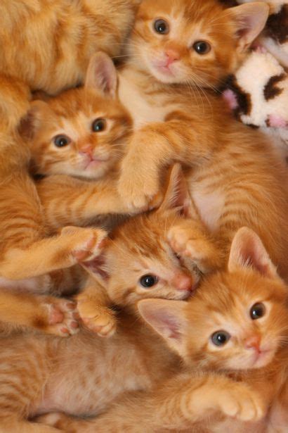 Orange Tabby Kittens Cute Kittens Photo 41521071 Fanpop