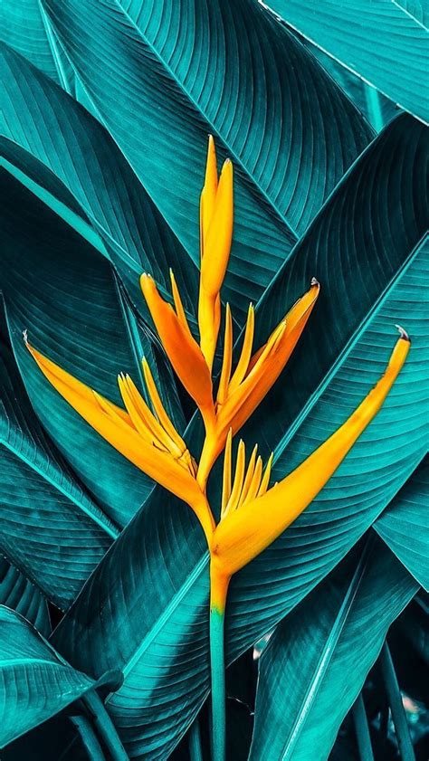 Tropical Plant Wallpapers Wallpaper Cave