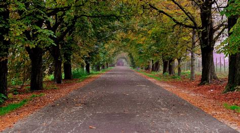 Free Images Tree Nature Forest Road Trail Leaf Alley Autumn