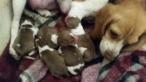 Find your new best friend. Beagle Puppies For Sale Columbus Ohio