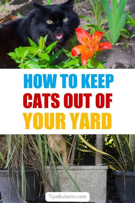 A good home remedy for diy cat spikes is carpet grips which are particularly useful for protecting wooden fences. Discover 22 ways to keep cats out of your yard using ...