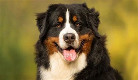 Bernese Mountain Dog Price How Much Does A Bernese Mountain Dog Cost