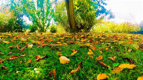 Desktop Wallpaper Autumn Leaves Fall Grass Field Hd Image Picture