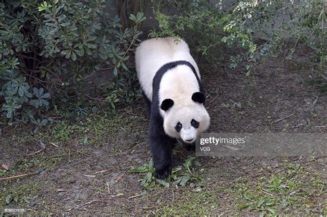 Giant Panda Mei Huan Moves Forward At Chengdu Research Base Of Giant