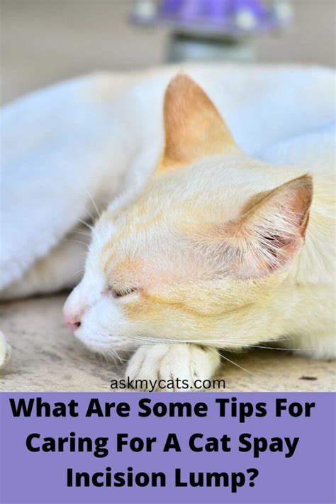 Why Do Cats Get A Lump After Being Spayed