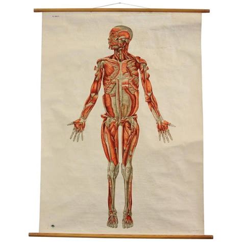 Anatomical Wall Chart Of The Muscles Circa 1960s Anatomical Wooden