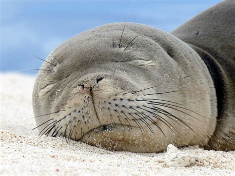 🌊hawaiian Monk Seal🌊 Hawaiian Monk Seal Ocean Habitat Monk Seal