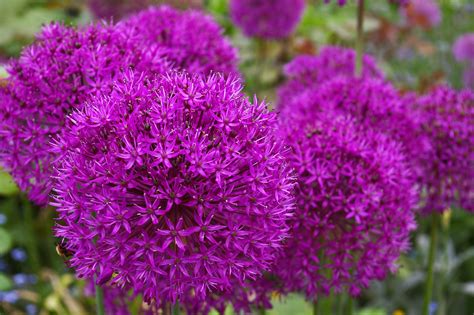 X Wallpaper Bloom Blossom Leek Ornamental Onion Flower