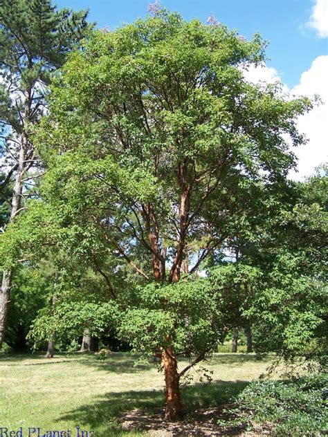 4k and hd video ready for any nle immediately. Paperbark Maple - Acer griseum - North American Insects ...
