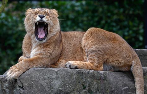 Dangerous Predators Escape German Zoo, Warning Issued Amid Search For Animals