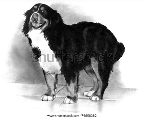 Pencil Drawing Bernese Mountain Dog Stock Illustration 74658382