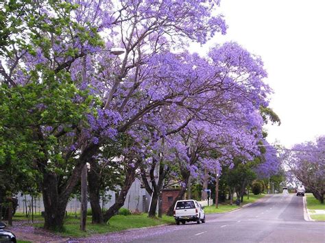 The fragrant flowers grow up to 5 inches wide, and. Jacaranda Trees delicate leaves purple flowers | Spain Info