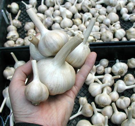 Got Garlic? September Is Time To Plant - Use That Herb