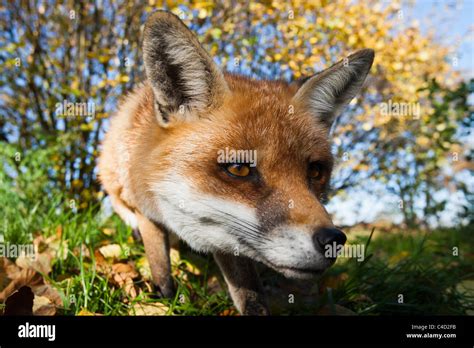 British Or European Red Fox Vulpes Vulpes Crucigera Close Wide Angle
