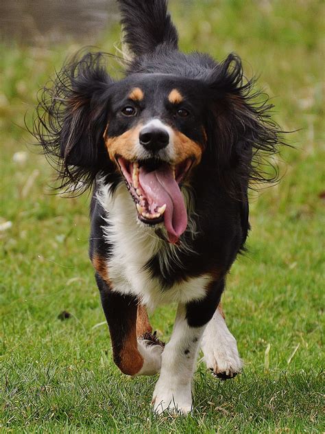 Bernese Mountain Dog Training Temperament And More