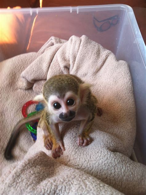 40 Baby Monkey Pet Information
