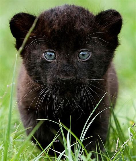 Baby Black Panther Gorgeous Creature Animals
