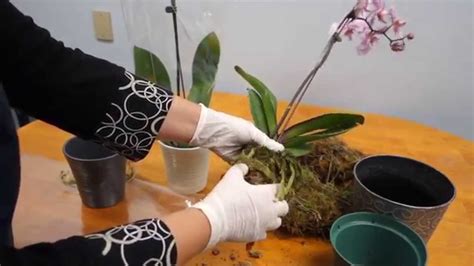 orchid care trick how to save your potted orchid from dying youtube