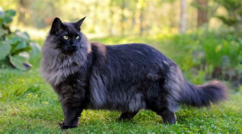 Norwegian Forest Cat Cat Breed Information And Facts Pictures Pets Feed