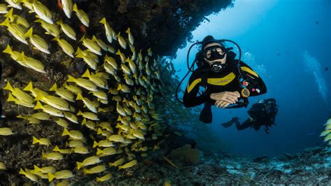 The 5 Best Places To Go Scuba Diving In New Zealand Makoha