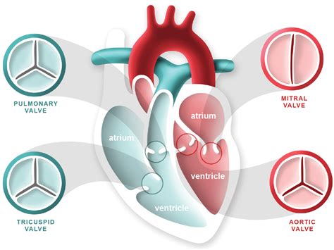 What Is Heart Valve Disease Heart Foundation