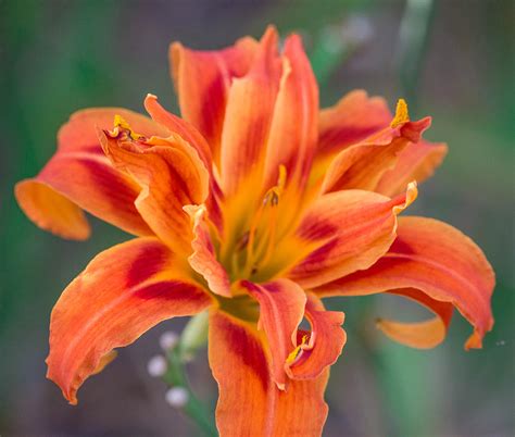 Fire Lily