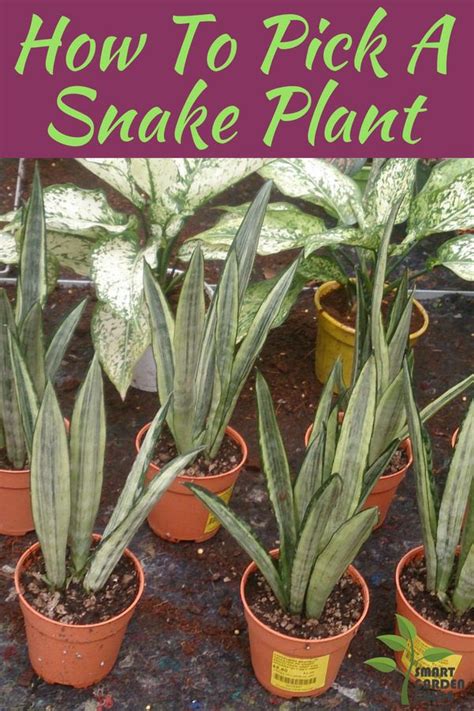 Don't just focus near the roots. Snake plant care tips. Learn how to grow and care for ...