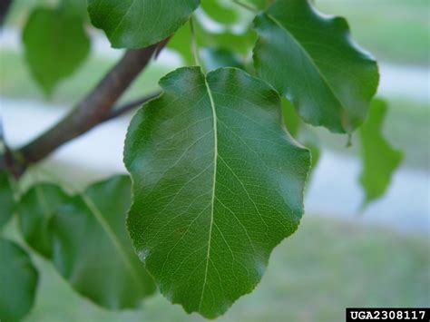 Pear Tree Identification By Leaf