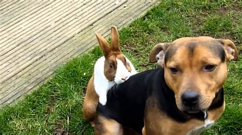 Funny Rabbit Shagging A Dog In Garden Youtube