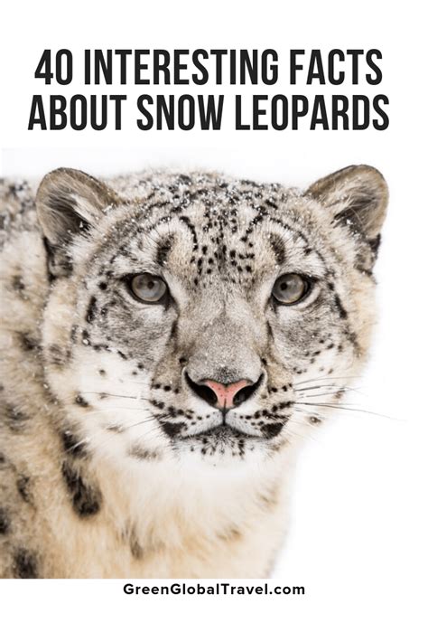 40 Interesting Facts About Snow Leopards Snow Leopard Facts Leopard