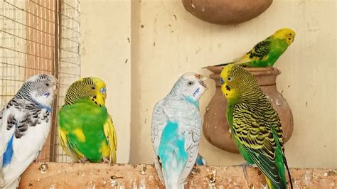 Budgie Sounds For Lonely Birds To Make Them Happy Birds Tv 281022