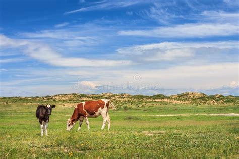 Cattle In The Grassland Stock Image Image Of Beautiful 11673197