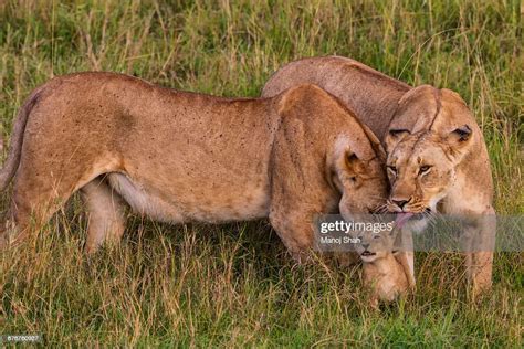 Lioness Greeting And Grooming Cub High Res Stock Photo Getty Images
