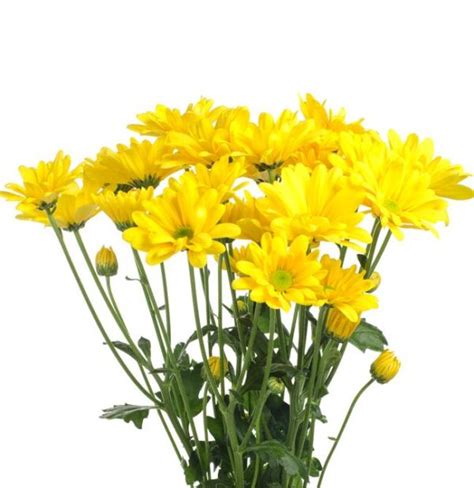 Yellow Daisy Spray Mums Florabundance Wholesale Flowers