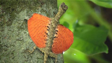 Flying dragons are tiny reptiles, unlike their mythical counterparts. Flying Lizard - Interesting Facts about Lizard that can ...