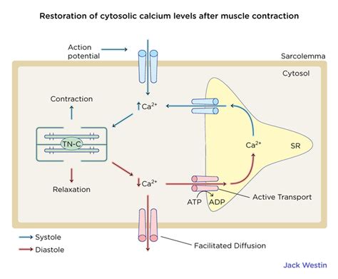Calcium Regulation Of Contraction Specialized Cell Muscle Cell Mcat Content