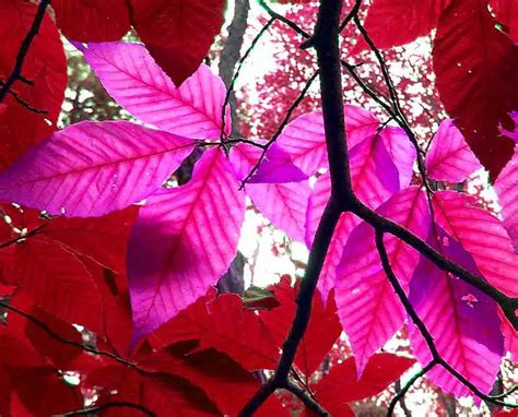Culture And Living 12 Pink Purple Leaves