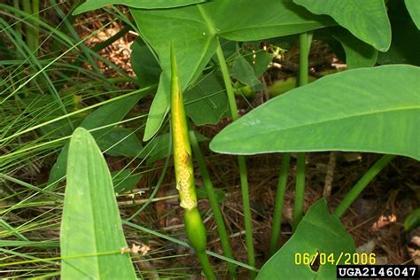 Its rhizomes are tolerant to low oxygen levels found in wetland soils. Peltandra virginica (green arrow-arum): Go Botany