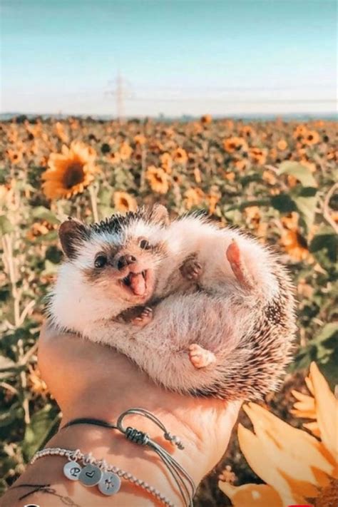aesthetic wallpaper in 2021 | Cute wild animals, Pretty animals, Cute