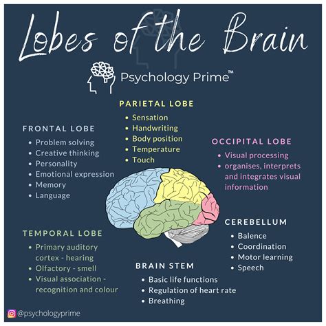 Each Cerebral Hemisphere Of The Brain Contains Four Lobes The Frontal