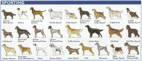 What Dog Breeds Are In The Sporting Group