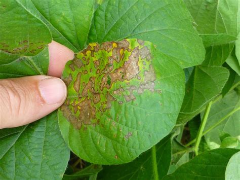 Fungicide Resistance And Management Of Frogeye Leaf Spot Of Soybean In