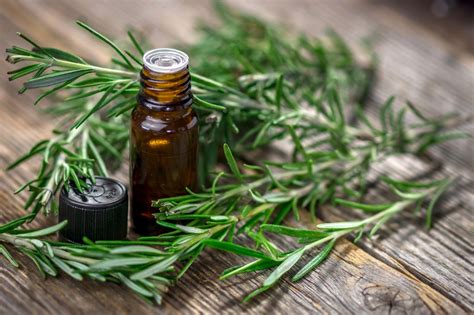 Here is a brief list of its uses and benefits to hair. 35 Proven Health Benefits of Rosemary Oil | Health Tips