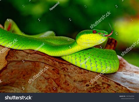 White Lipped Island Pit Viper Snakes Stock Photo 1597962094 Shutterstock