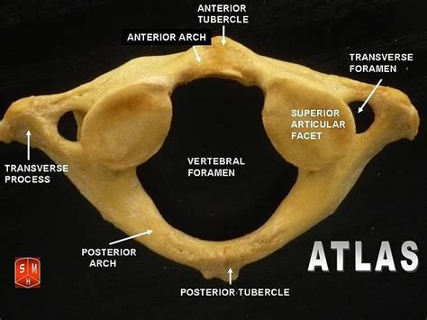Vertebral Bone Anatomy Atlas