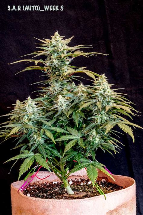 How To Train Auto Flowering Plants For Bigger Yields Grow Weed Easy