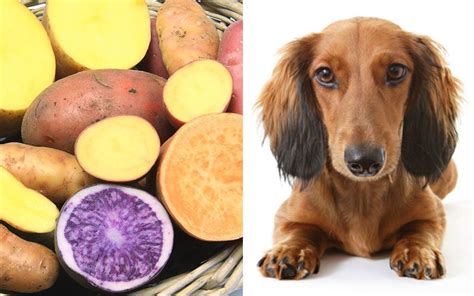 Well, the list of nutrients increases in sweet. Can Dogs Eat Sweet Potatoes? Super Foods for Dogs | The Bark