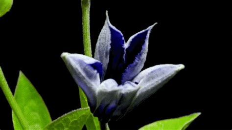 Animated gif about gif in flowers by adri. Flowers: Animated Flowers