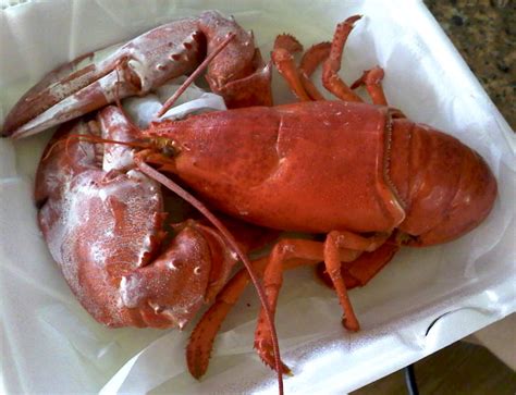What Is The White Stuff On My Lobster Food Republic