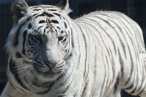 White tiger, is it really endangered? - WriteWork